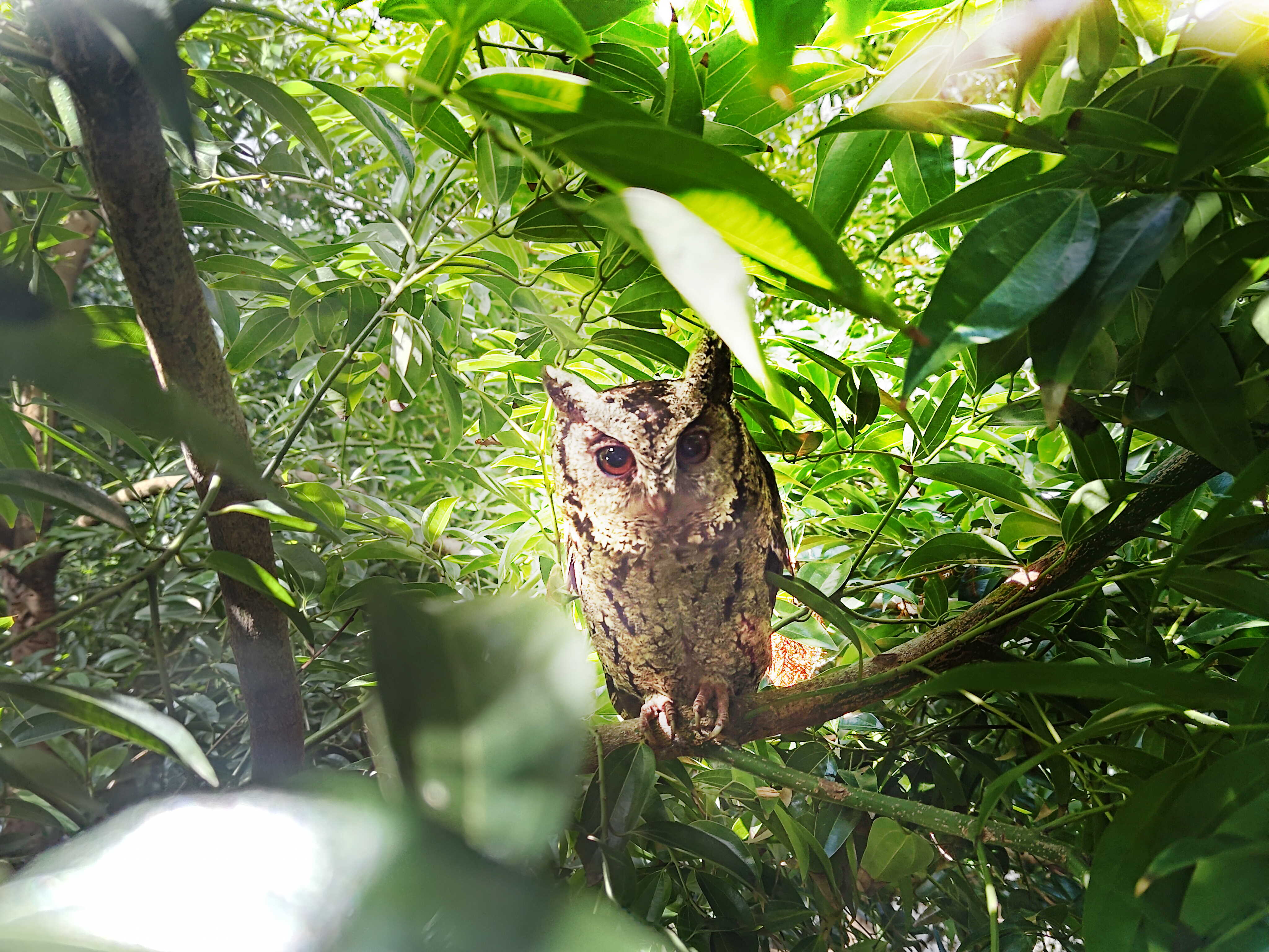 8868体育致力提倡净零绿生活，16年以来在全球各厂区植树逾百万棵，造就各厂区树木蔚然成林，犹如森林工厂，成为许多生物的栖息地